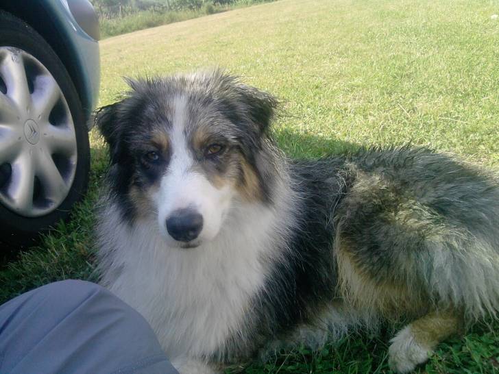 Cheyenne - Berger Australien (3 ans)