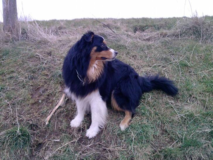 Apollon - Berger Australien Mâle (5 ans)