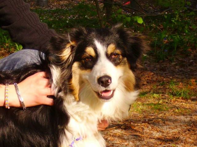 Delhi Indian Black - Berger Australien (8 mois)