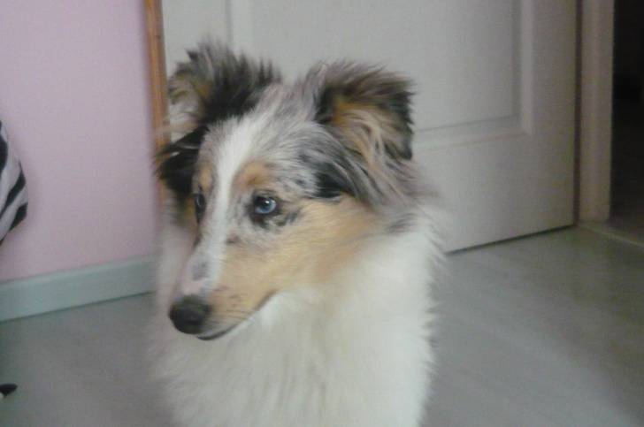 Enigme - Berger Australien (10 mois)