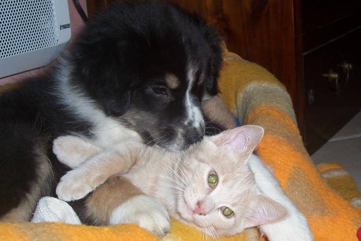 My dog ( Caly ) and my cat ( Chamallow ) - Berger Australien (7 ans)