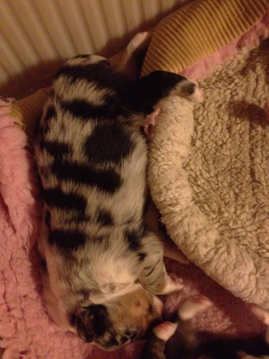 Tycho - Berger Australien Mâle (1 mois)