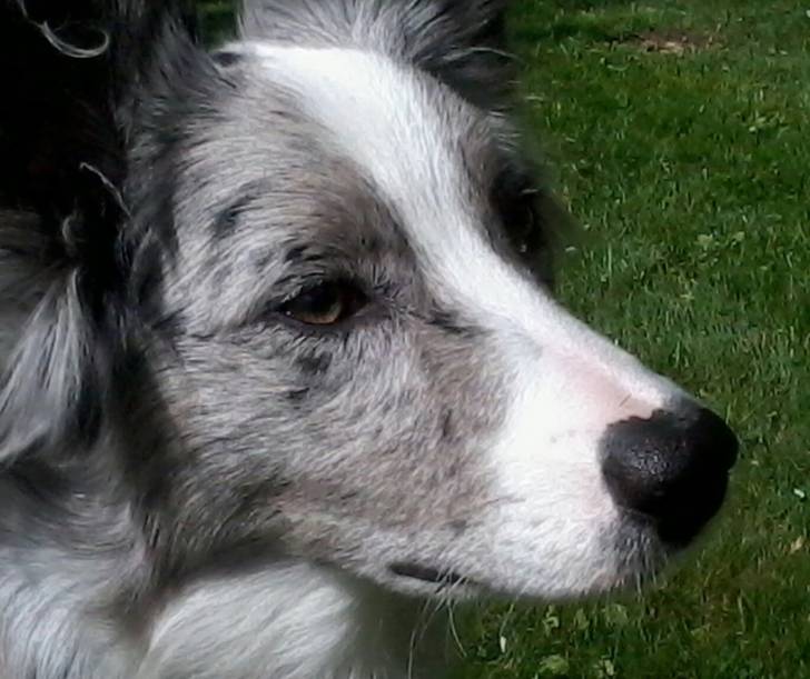 Luna - Berger Australien