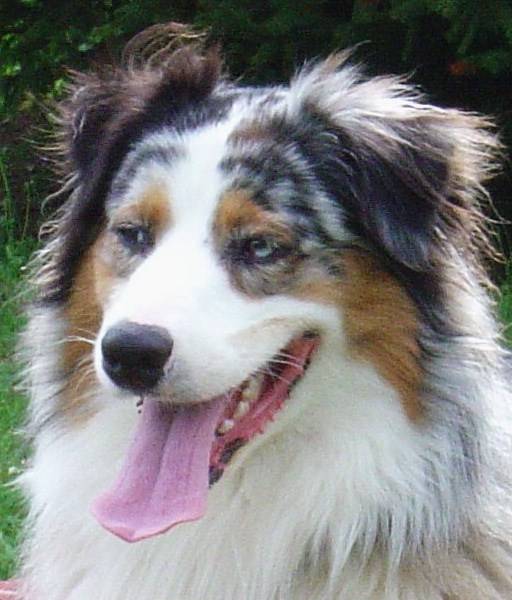 Cok'in - Berger Australien Mâle (3 ans)