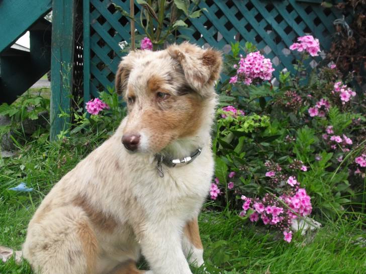 Vanille - Berger Australien (5 mois)
