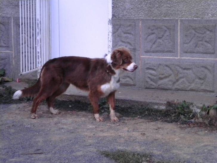 Duffy de la Vallée de l'Hyrôme - Berger Australien (2 ans)