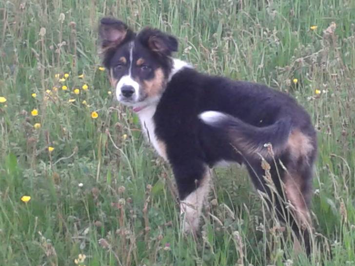 Luna - Berger Australien (6 mois)