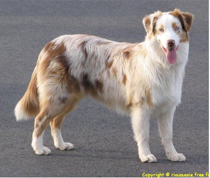 Tama - Berger Australien (2 ans)