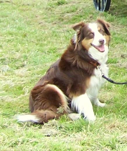Eden - Berger Australien (6 ans)