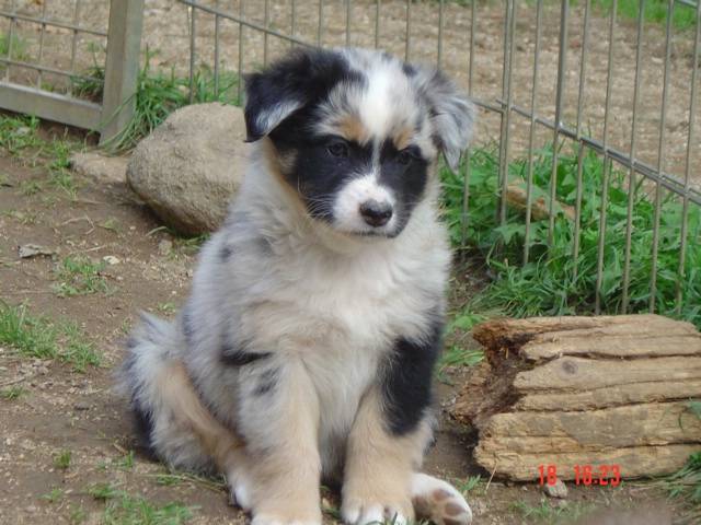 BOOGIE 7 semaines (Berger Australien) - Berger Australien
