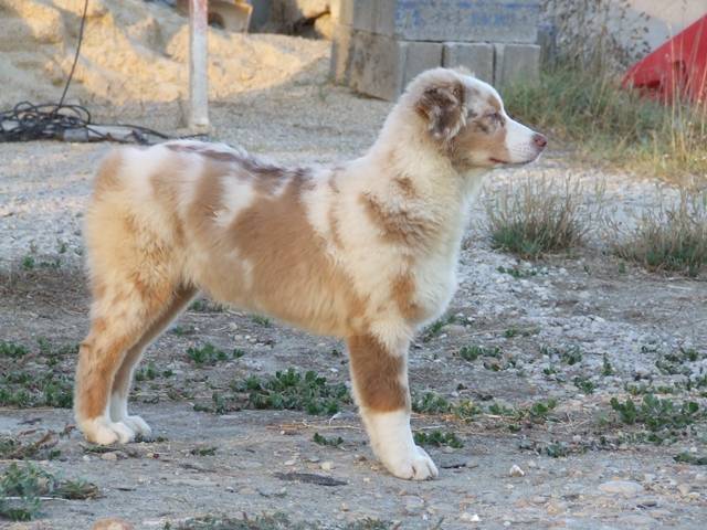 BAXTER BERGER AUSTRALIEN - Berger Australien