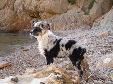 BOOGIE (3 mois) Berger Australien - Berger Australien