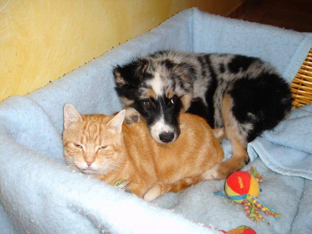 Boogie (Berger Australien de 3 mois) et son grand copain Noisette - Berger Australien (3 mois)