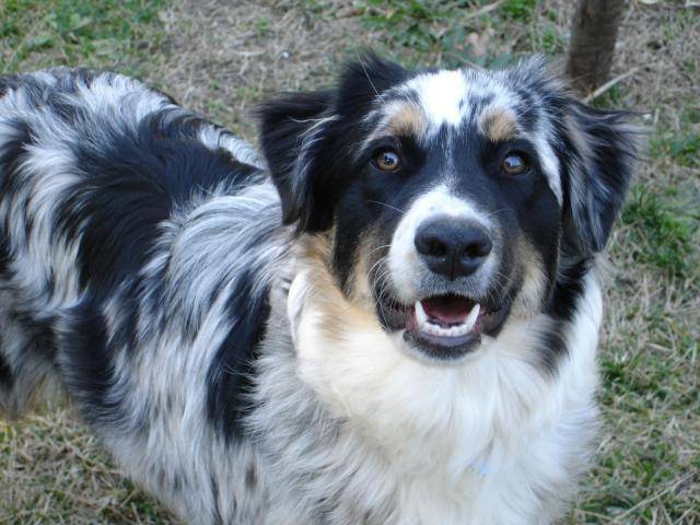 BOOGIE (Berger Australien) 6 mois et demi - Berger Australien (6 mois)
