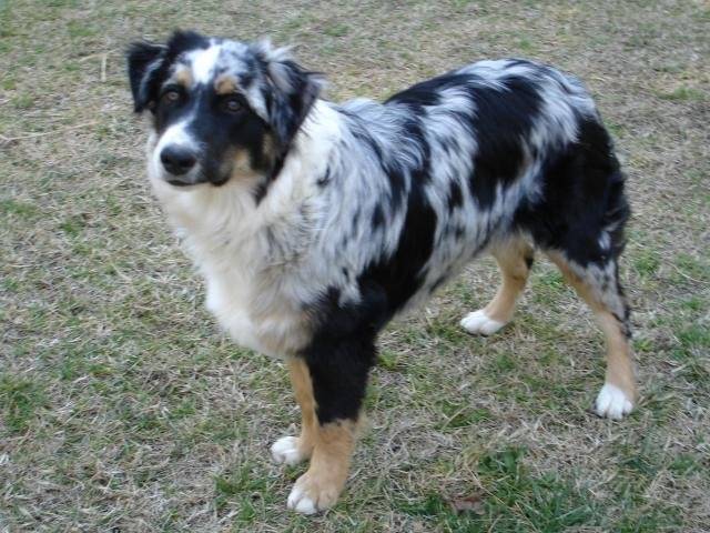 BOOGIE (Berger Australien de 6 mois et demi) - Berger Australien (6 mois)