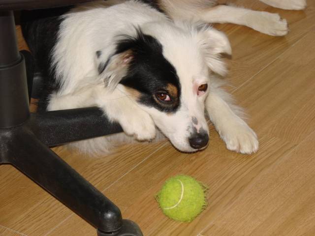 coxie - Berger Australien (2 mois)