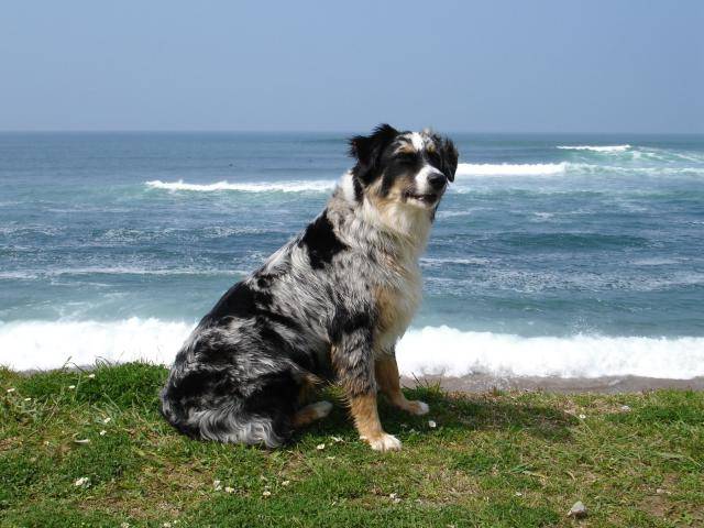 Boogie (9 mois), Berger Australien - Berger Australien