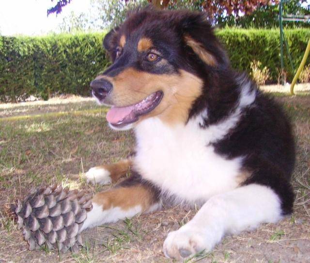 Sweety berger australien - Berger Australien