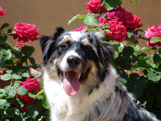 Boogie (Berger Australien) 9 mois et demi - Berger Australien (9 mois)