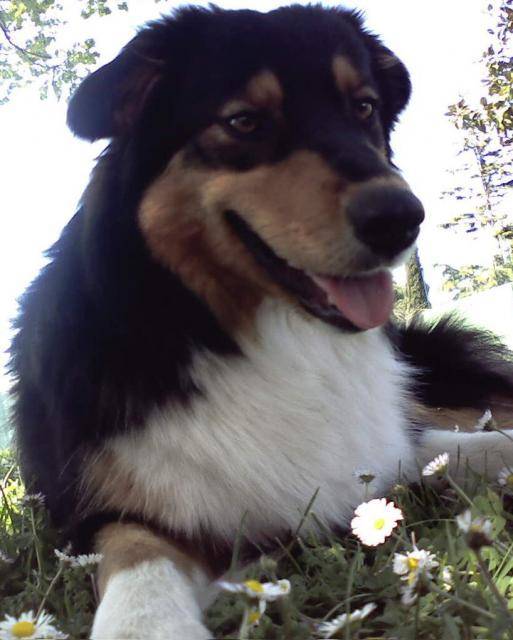 Sweety Berger Australien - Berger Australien