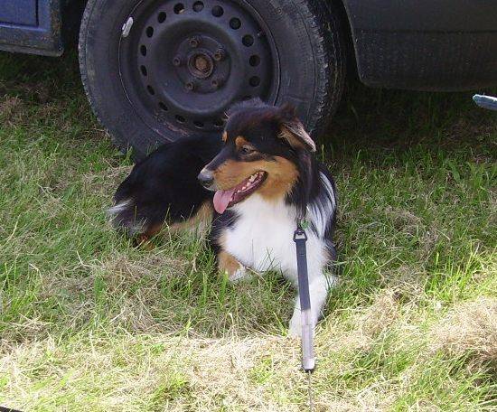 >Sweety< "australian shepherd" - Berger Australien
