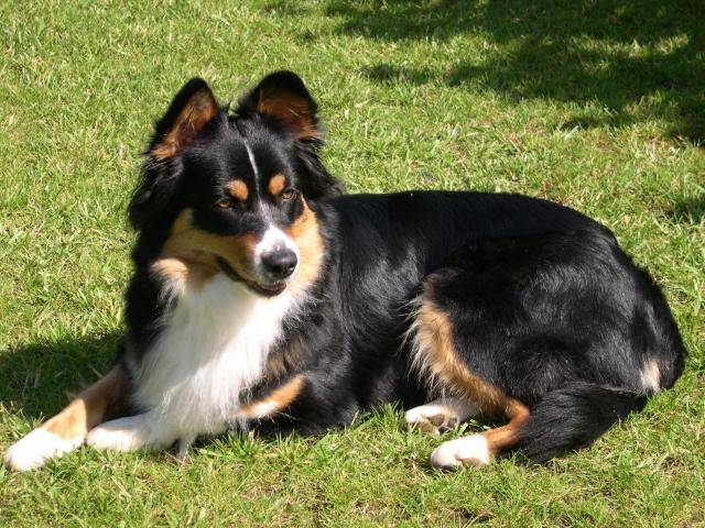 Australe berger australien - Berger Australien