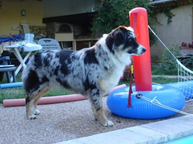 Boogie, 11 mois, femelle Berger Australien - Berger Australien (11 mois)