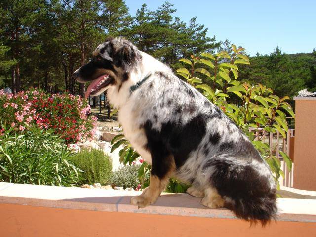 Boogie, Femelle Berger Australien de 1 an - Berger Australien