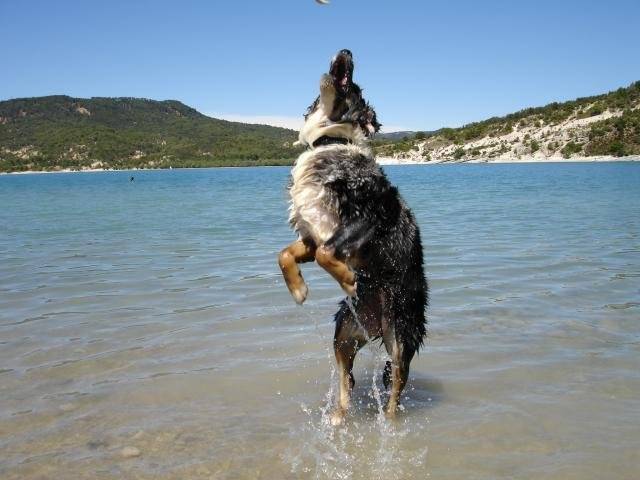 Boogie, Femelle Berger Australien de 1 an - Berger Australien