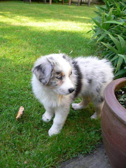 Charlie - Berger Australien - Berger Australien