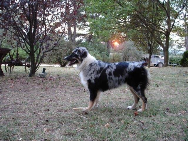 Boogie, Berger Australien de 14 mois - Berger Australien (1 an et 2 mois)