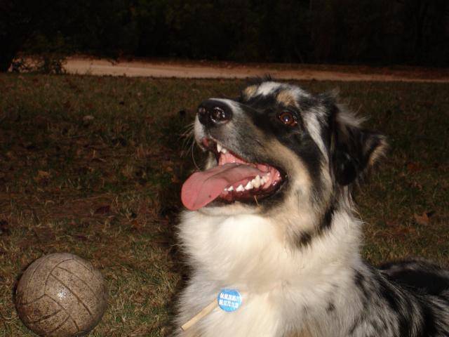 Boogie, Berger Australien de 14 mois - Berger Australien (1 an et 2 mois)