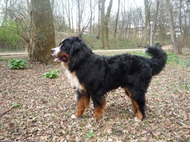 Enigme - Berger Australien (2 ans)