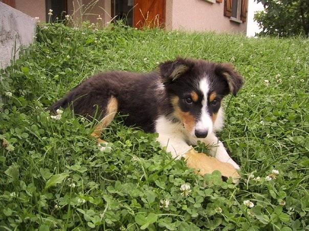 Dexter, berger australien - Berger Australien