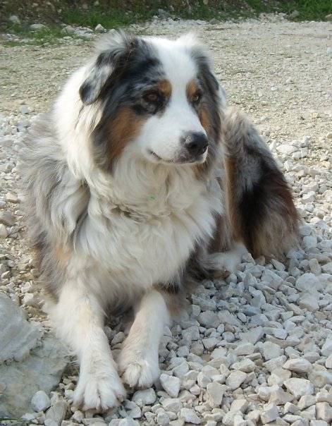 Cerise, berger australien - Berger Australien