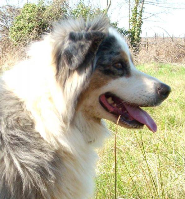 Cerise, berger australien - Berger Australien