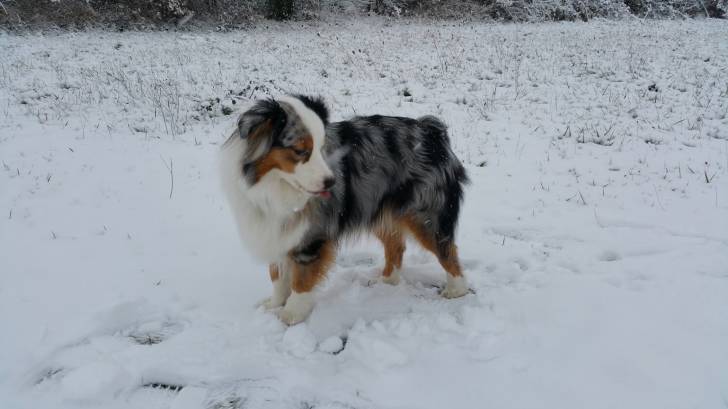 Izzy - Berger Australien (3 ans)