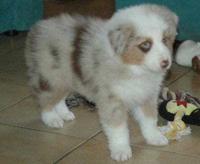 balto - Berger Australien Mâle (1 mois)