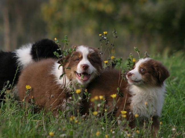 Chiots rouges tricolores - Berger Australien