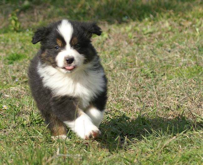 Chiot noir Berger Australien - Berger Australien
