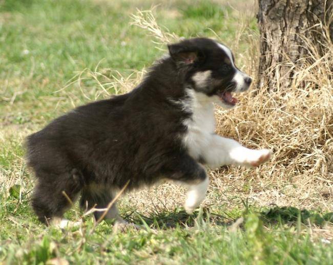Chiot Berger Australien : chiot noir - Berger Australien