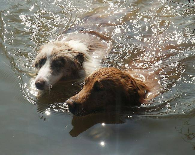Crumble Berger Australien - Urasy Golden retriever - Berger Australien