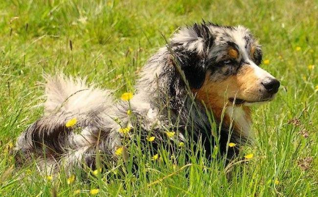Chester-Blue alias "Sky" - Berger Australien