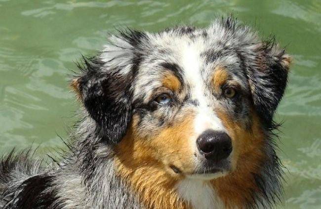 Chester-Blue alias "Sky" - Berger Australien