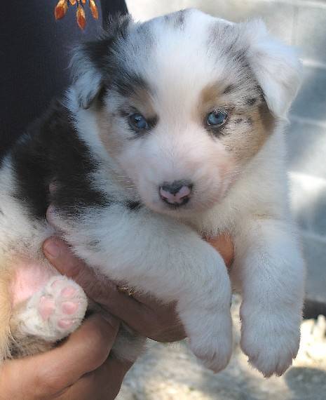 Yuma à 2 mois - Berger Australien (2 mois)