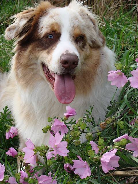 Diouk de Lusan portrait - Berger Australien
