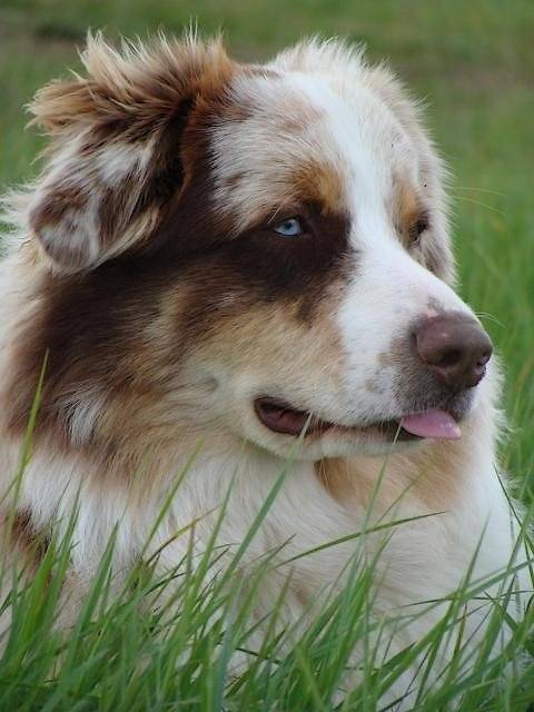 Diouk de Lusan portrait - Berger Australien