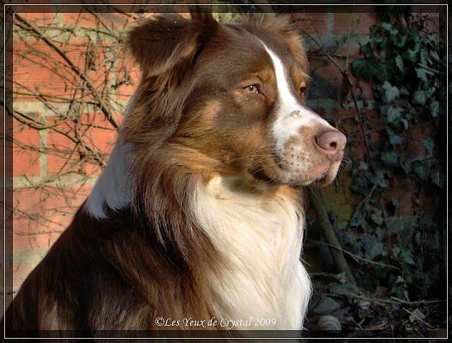 Cochise Rainbow warrior des Yeux de Crystal - Berger Australien