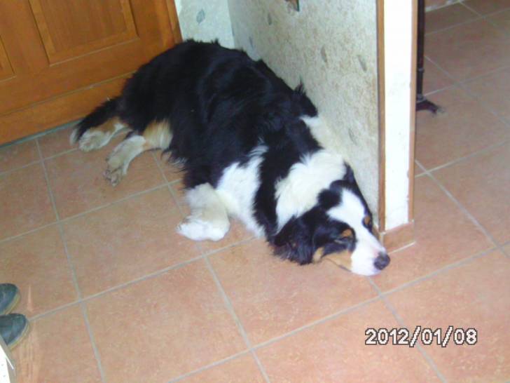 Coda - Berger Australien Mâle (3 mois)