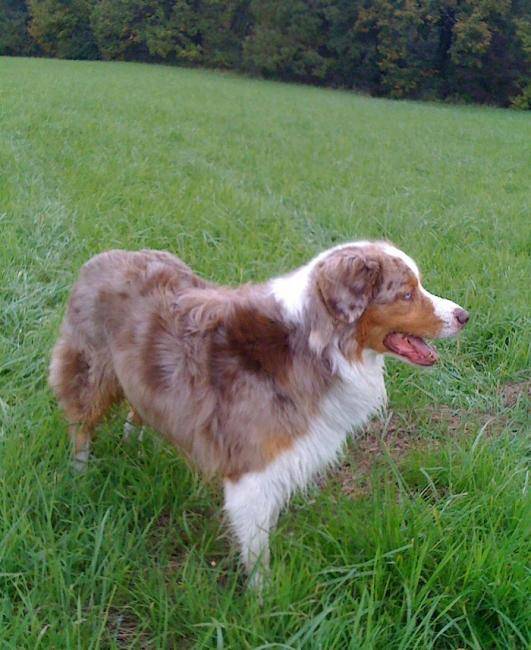 Pogo, Berger Australien de 11 ans - Berger Australien (11 ans)